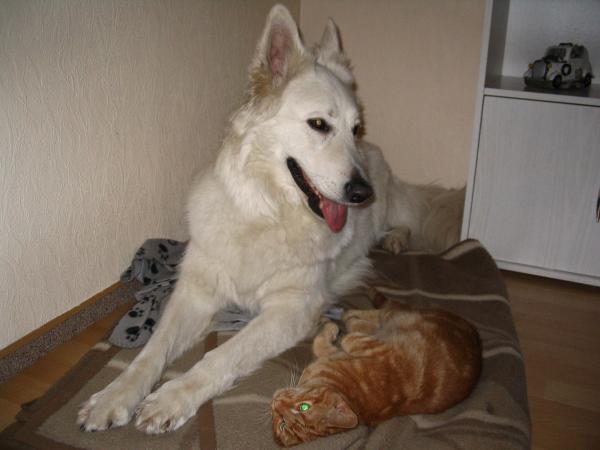 Unsere zwei Sssen! 
Da heit es Hund und Katze verstehen sich nicht! 
Weier Schferhund Rde (Kimba) 7 Jahre und 2 Jahre alter Kater (Jester)