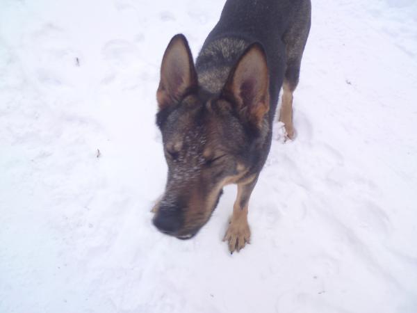 Schnee auf der Nase